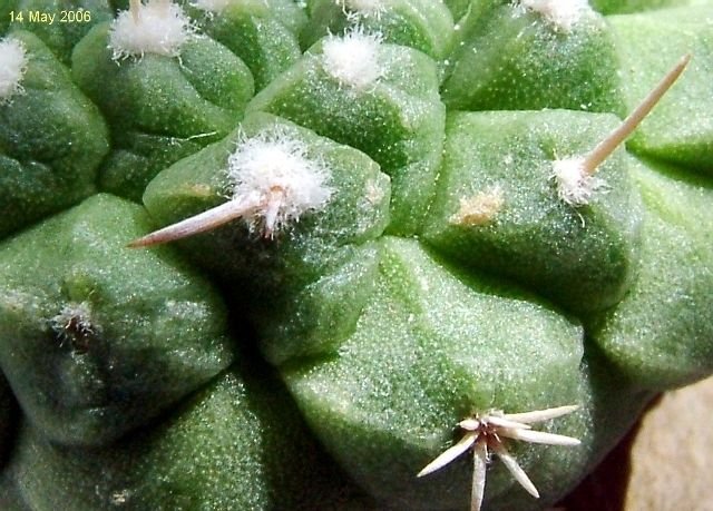 Strombocactus _disciformis _ssp.esperanzae_ 05